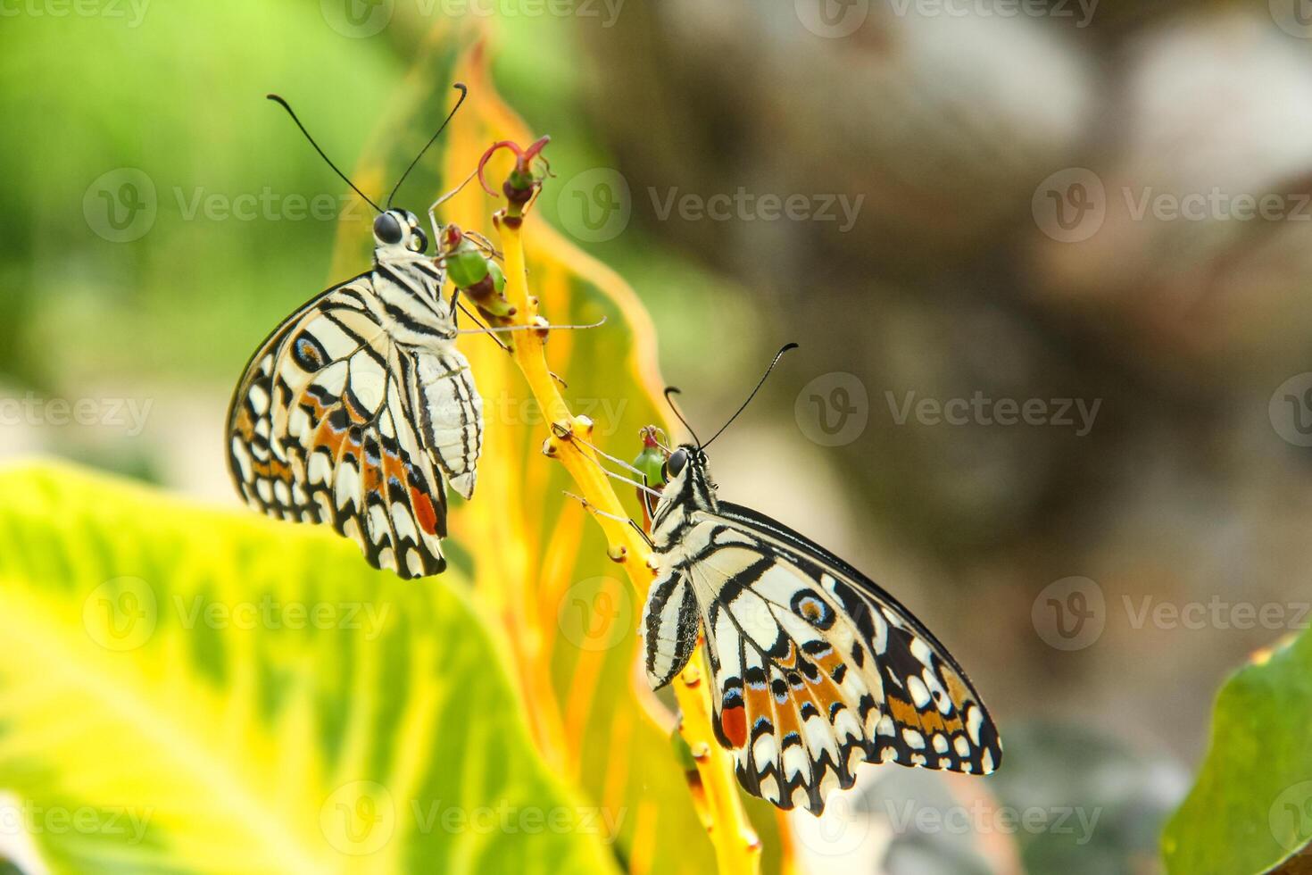 Papilio Demoleus or lime butterfly, which perched on flowering plants, is called lime butterfly because the larvae of this butterfly are pests on lime plants photo