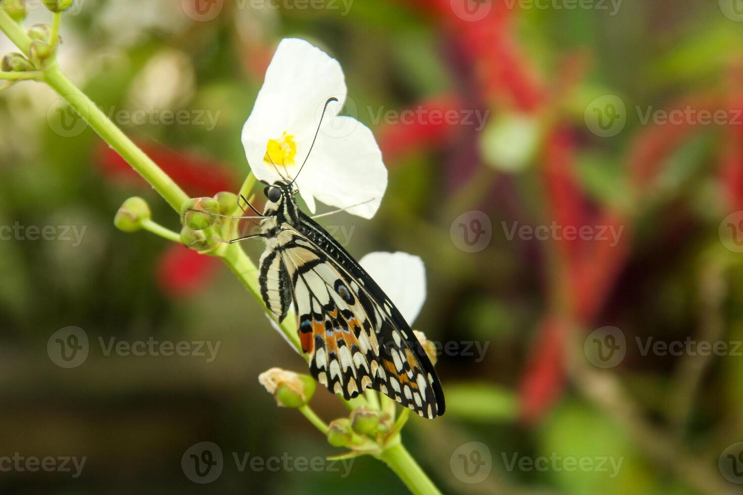Papilio Demoleus or lime butterfly, which perched on flowering plants, is called lime butterfly because the larvae of this butterfly are pests on lime plants photo