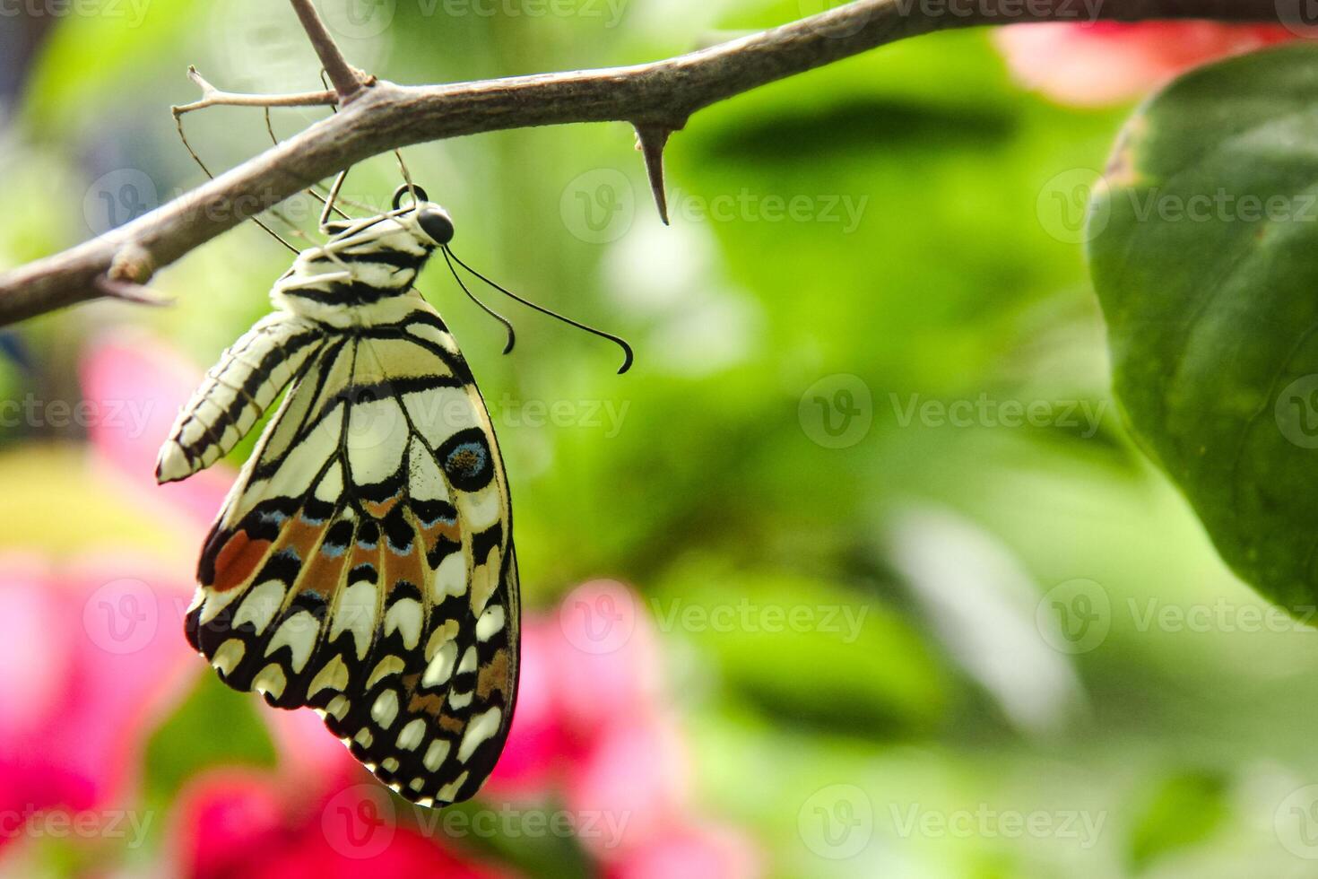 Papilio Demoleus or lime butterfly, which perched on flowering plants, is called lime butterfly because the larvae of this butterfly are pests on lime plants photo
