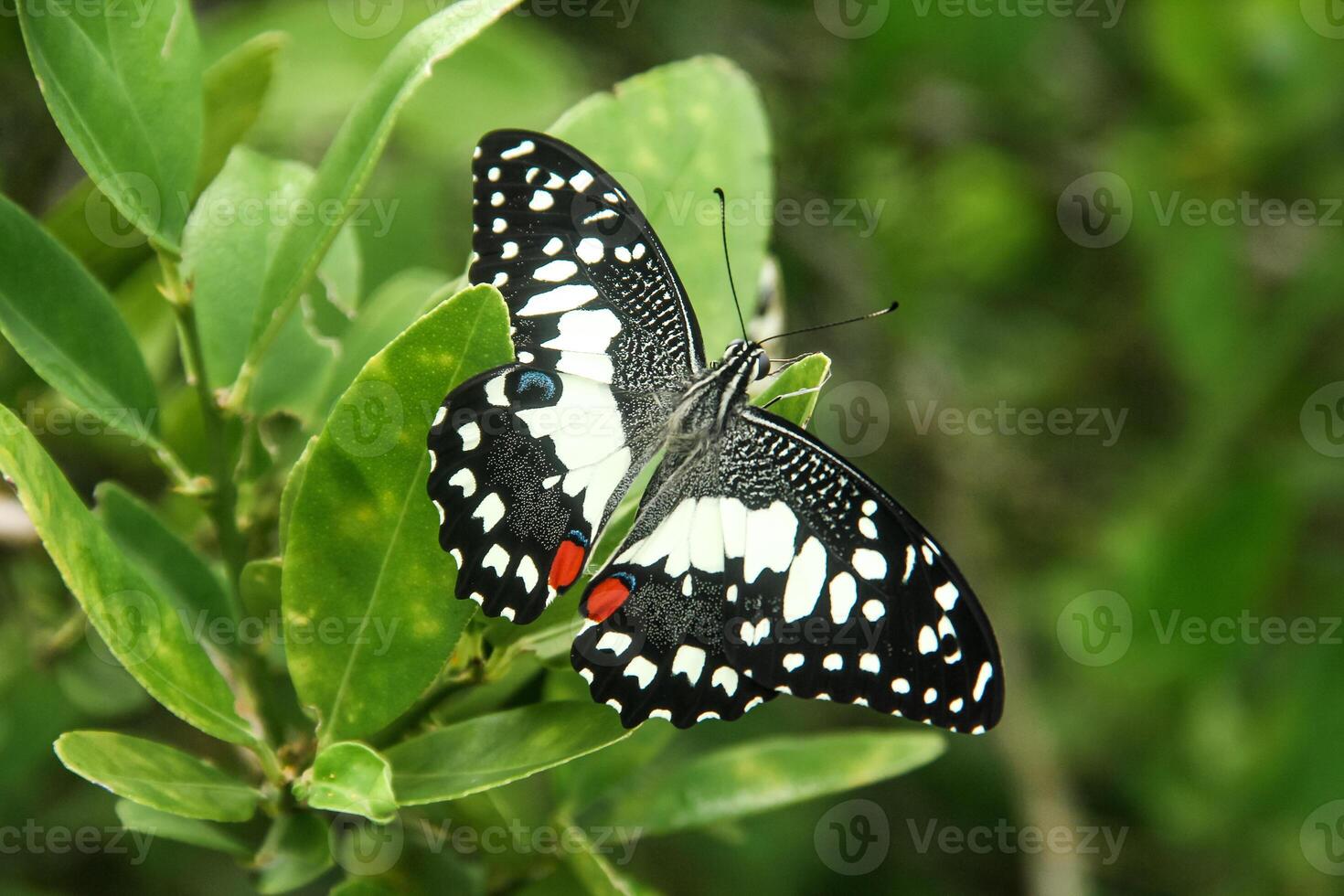 Papilio Demoleus or lime butterfly, beautiful butterfly perched on a lime tree photo