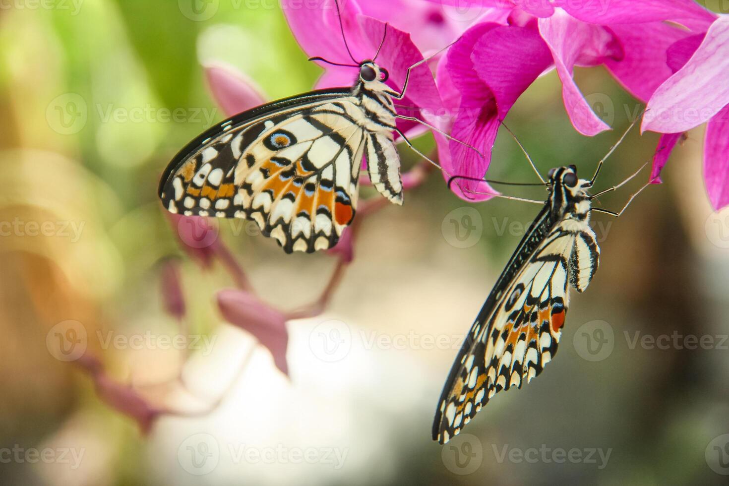 Papilio Demoleus or lime butterfly, beautiful butterflies perched on beautiful orchid flowers blooming and beautiful photo