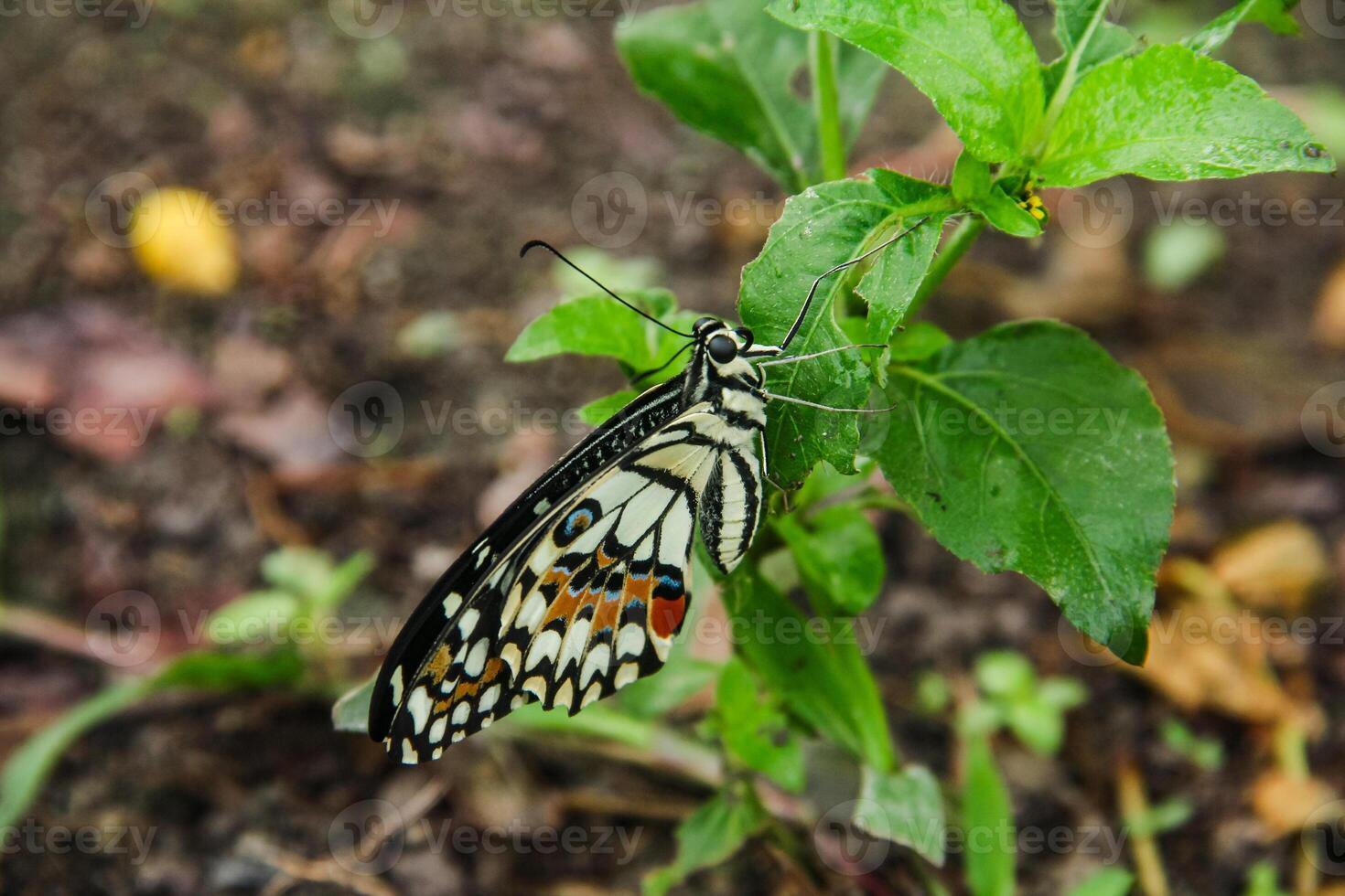 Papilio Demoleus or lime butterfly, which perched on flowering plants, is called lime butterfly because the larvae of this butterfly are pests on lime plants photo
