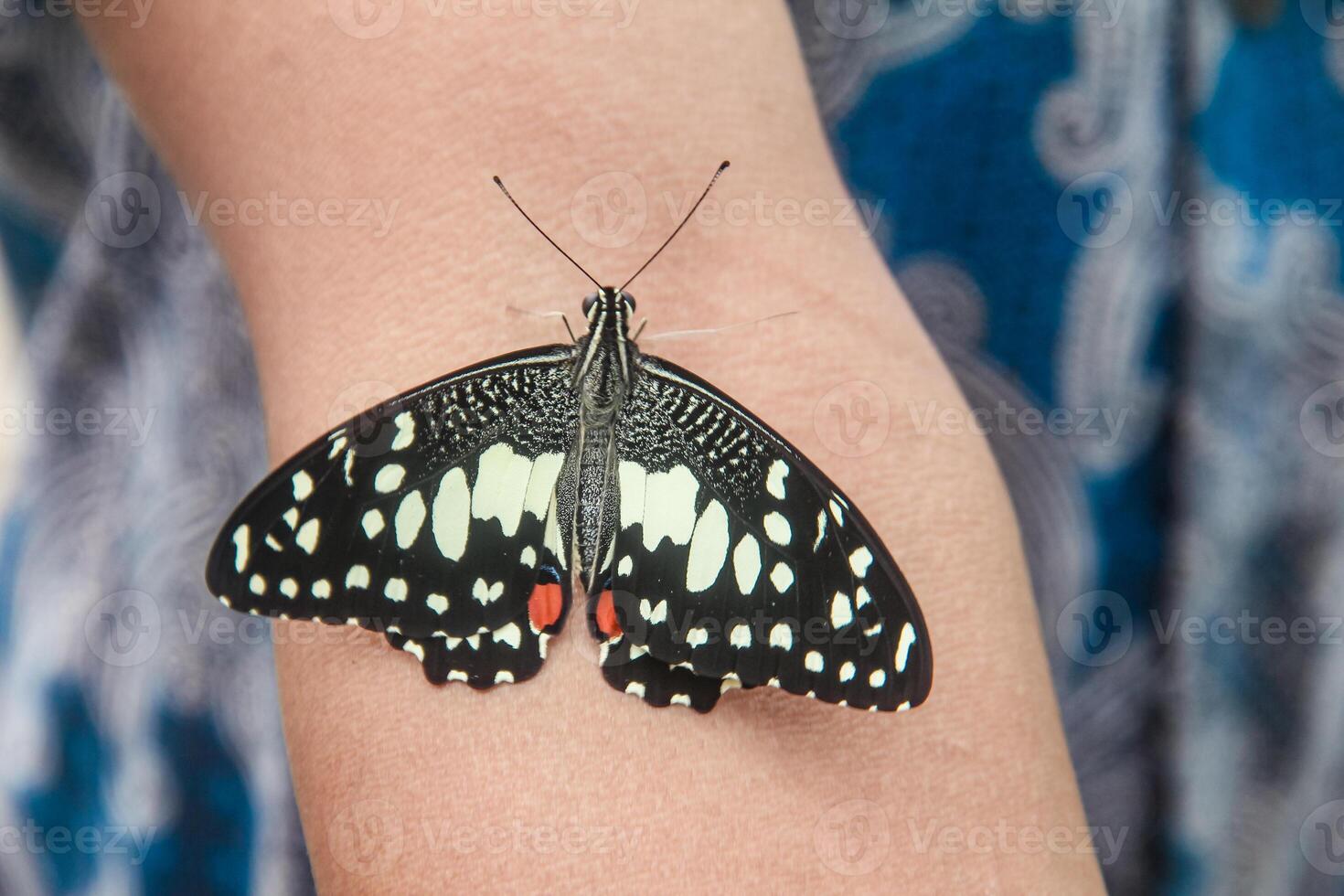Papilio Demoleus or lime butterfly, which perched on flowering plants, is called lime butterfly because the larvae of this butterfly are pests on lime plants photo