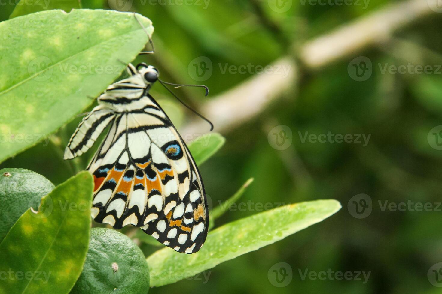 Papilio Demoleus or lime butterfly, beautiful butterfly perched on a lime tree photo