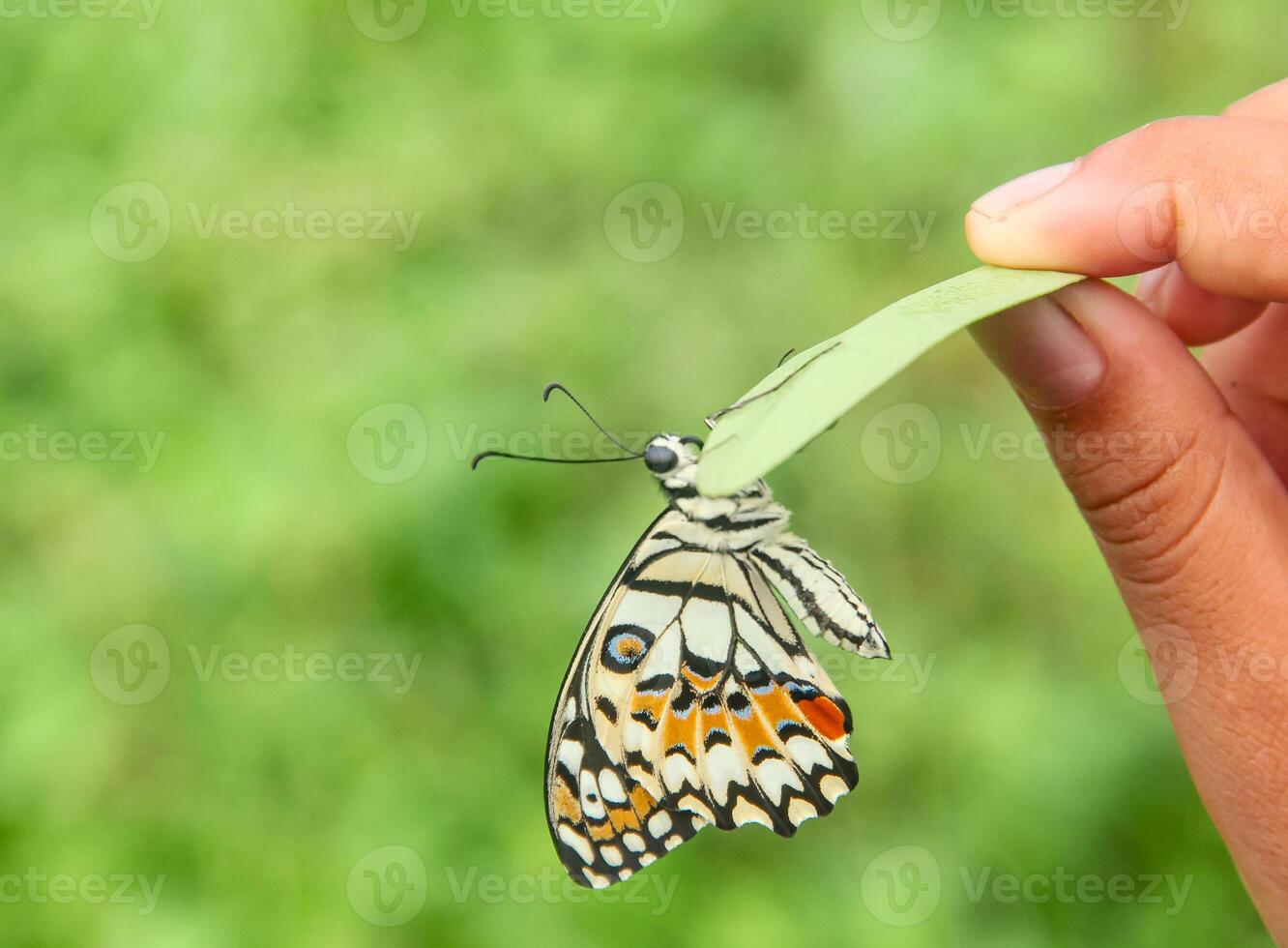 Papilio Demoleus or lime butterfly, which perched on flowering plants, is called lime butterfly because the larvae of this butterfly are pests on lime plants photo