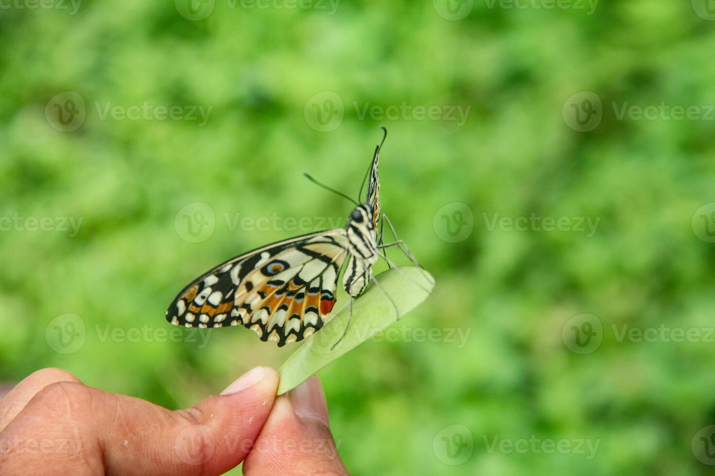 Papilio Demoleus or lime butterfly, which perched on flowering plants, is called lime butterfly because the larvae of this butterfly are pests on lime plants photo