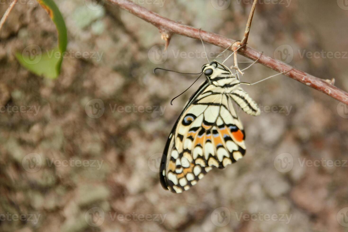 Papilio Demoleus or lime butterfly, which perched on flowering plants, is called lime butterfly because the larvae of this butterfly are pests on lime plants photo