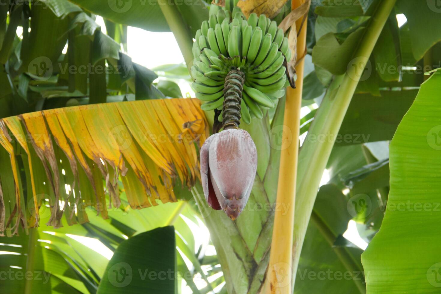 Banana blossoms and green bananas that are still on the tree photo