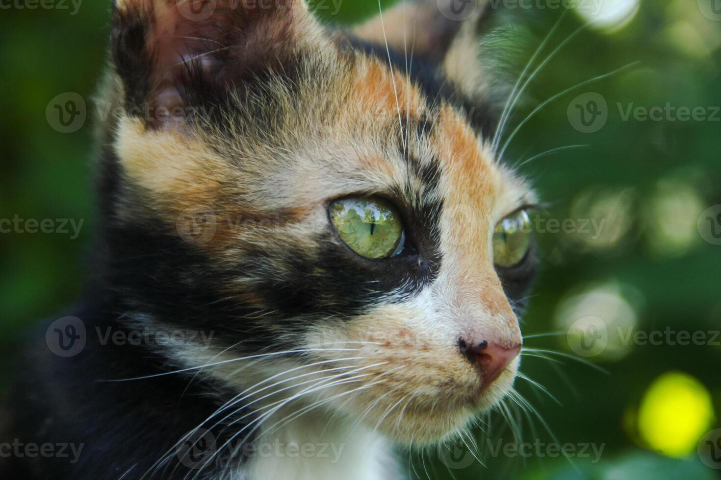 Close-up of a kitten's face in the front yard of the house photo