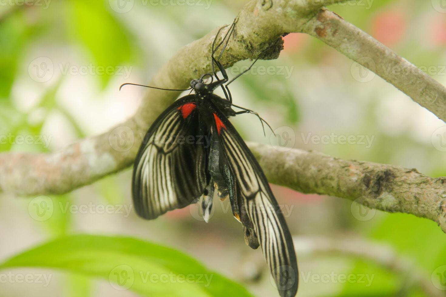 Papilio Memnon is a butterfly that has beautiful color patterns and lives in many Asian countries, including Indonesia photo