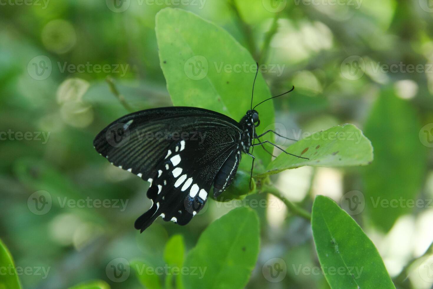 Papilio Polytes or Common Mormon butterfly that perches on a lime tree in search of flower nectar photo
