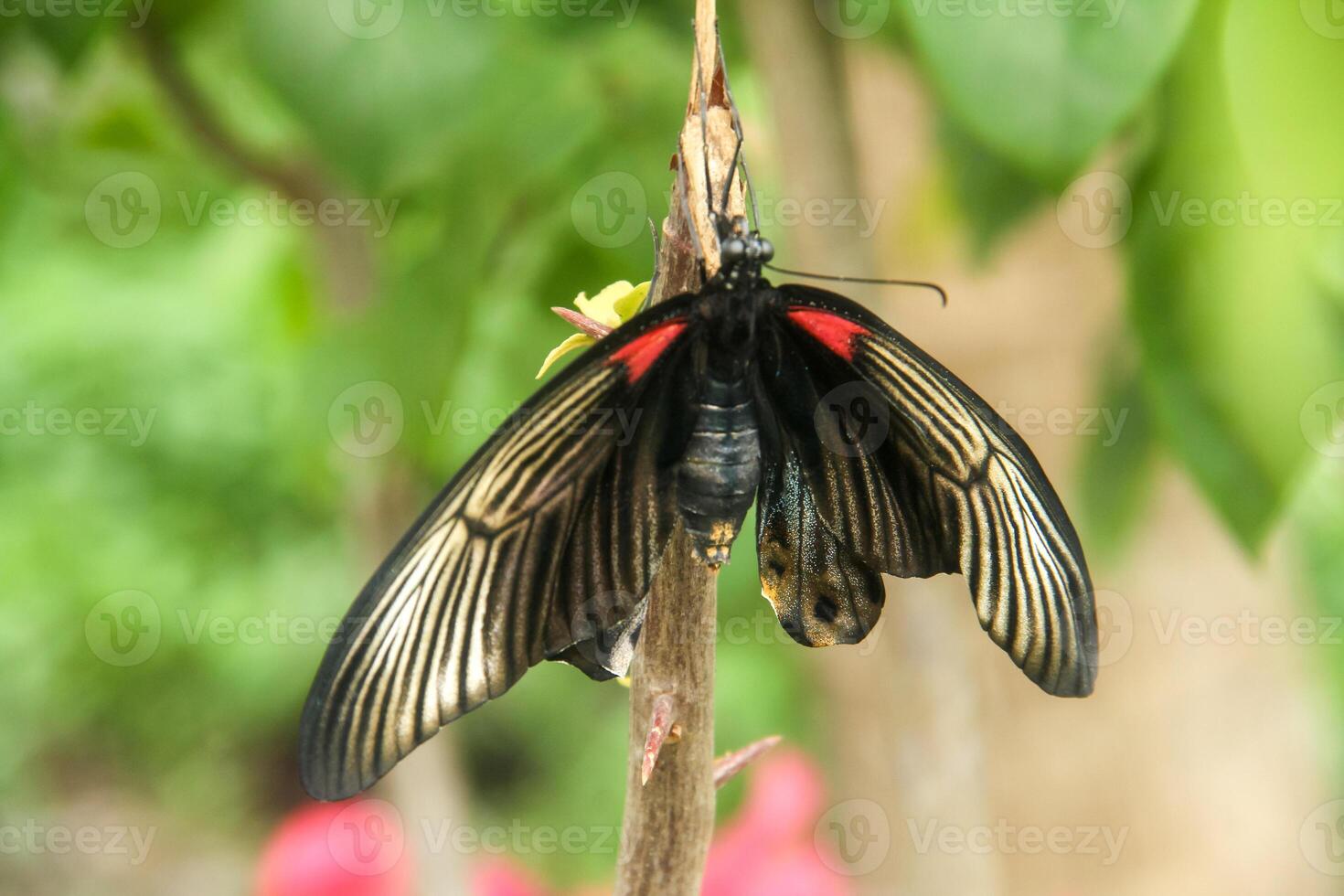 Papilio Memnon is a butterfly that has beautiful color patterns and lives in many Asian countries, including Indonesia photo