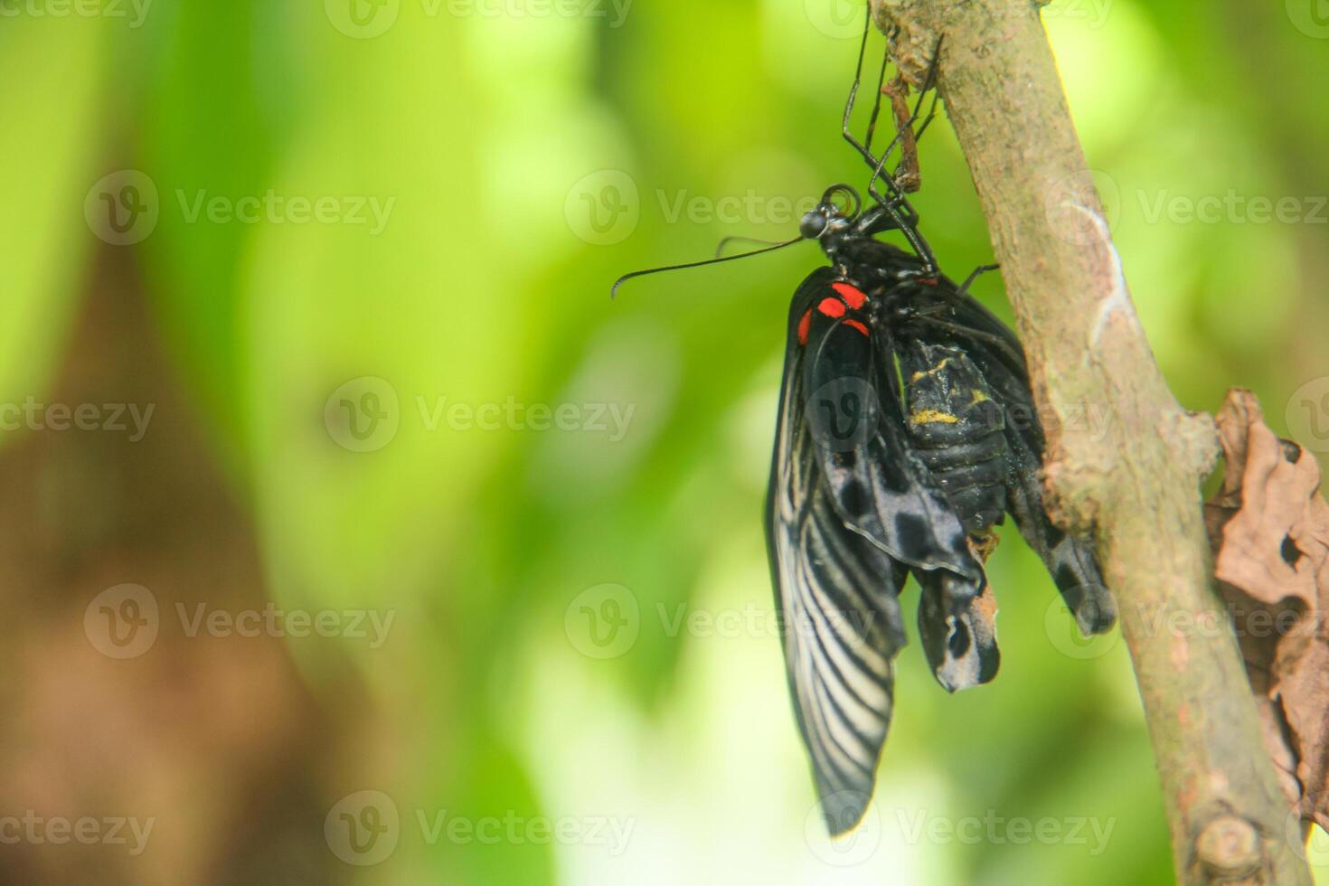 Papilio Memnon is a butterfly that has beautiful color patterns and lives in many Asian countries, including Indonesia photo
