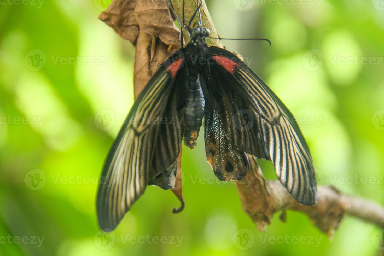 Papilio Memnon is a butterfly that has beautiful color patterns and lives in many Asian countries, including Indonesia photo