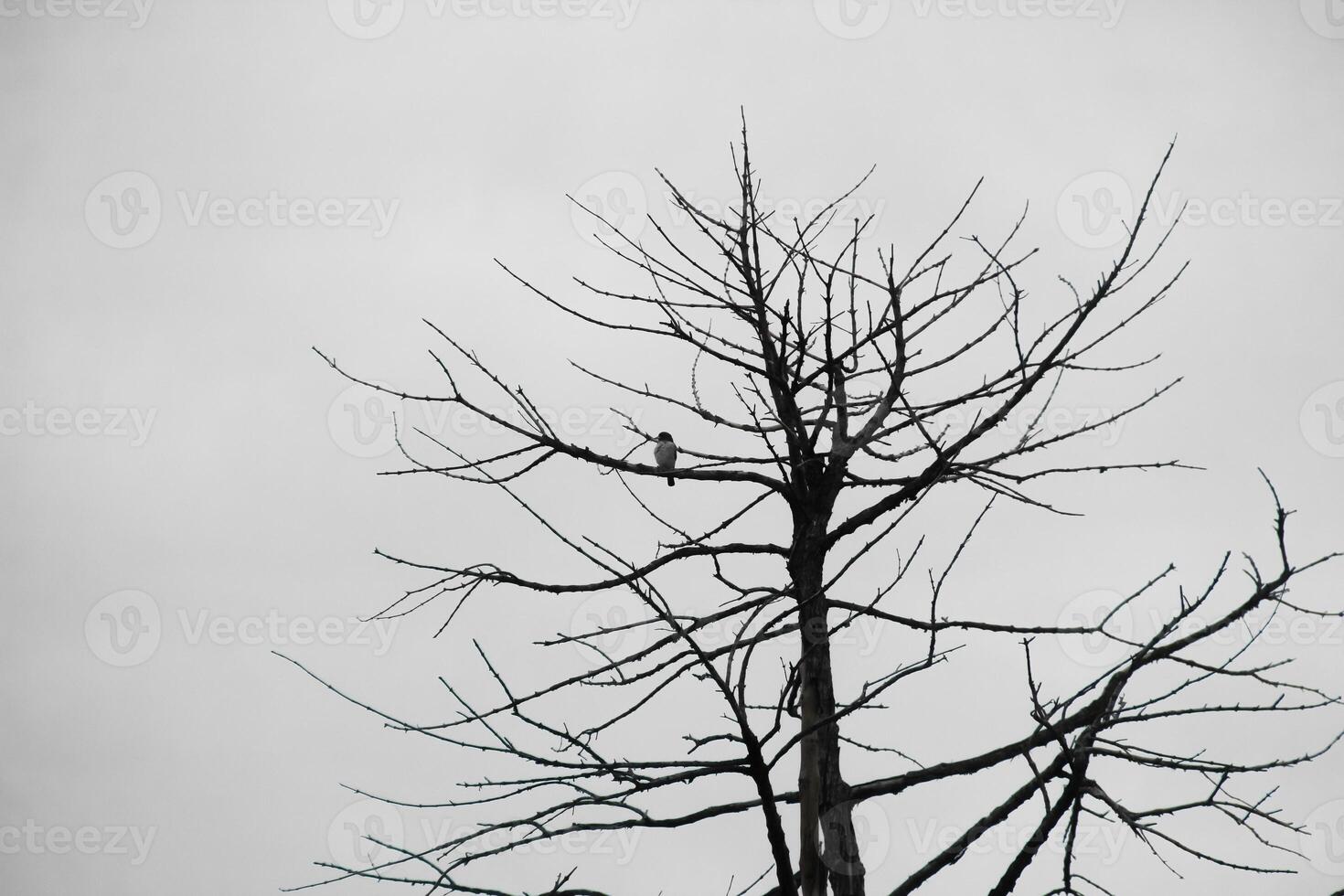 Dead trees with trunks and branches lacking foliage photo