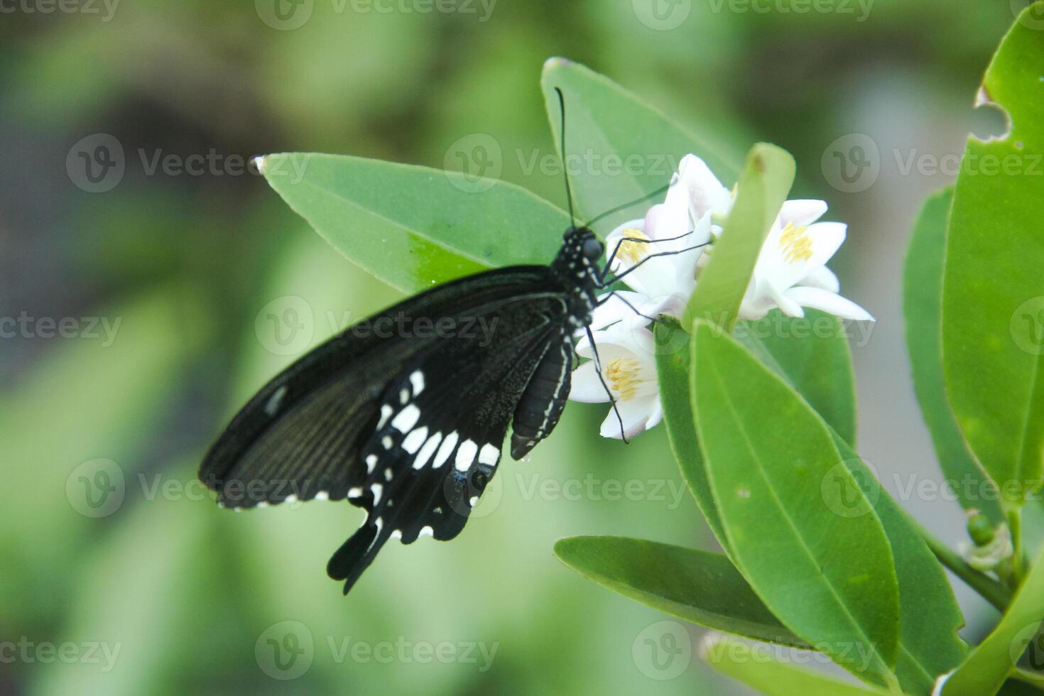 Papilio Polytes or Common Mormon butterfly that perches on a lime tree in search of flower nectar photo