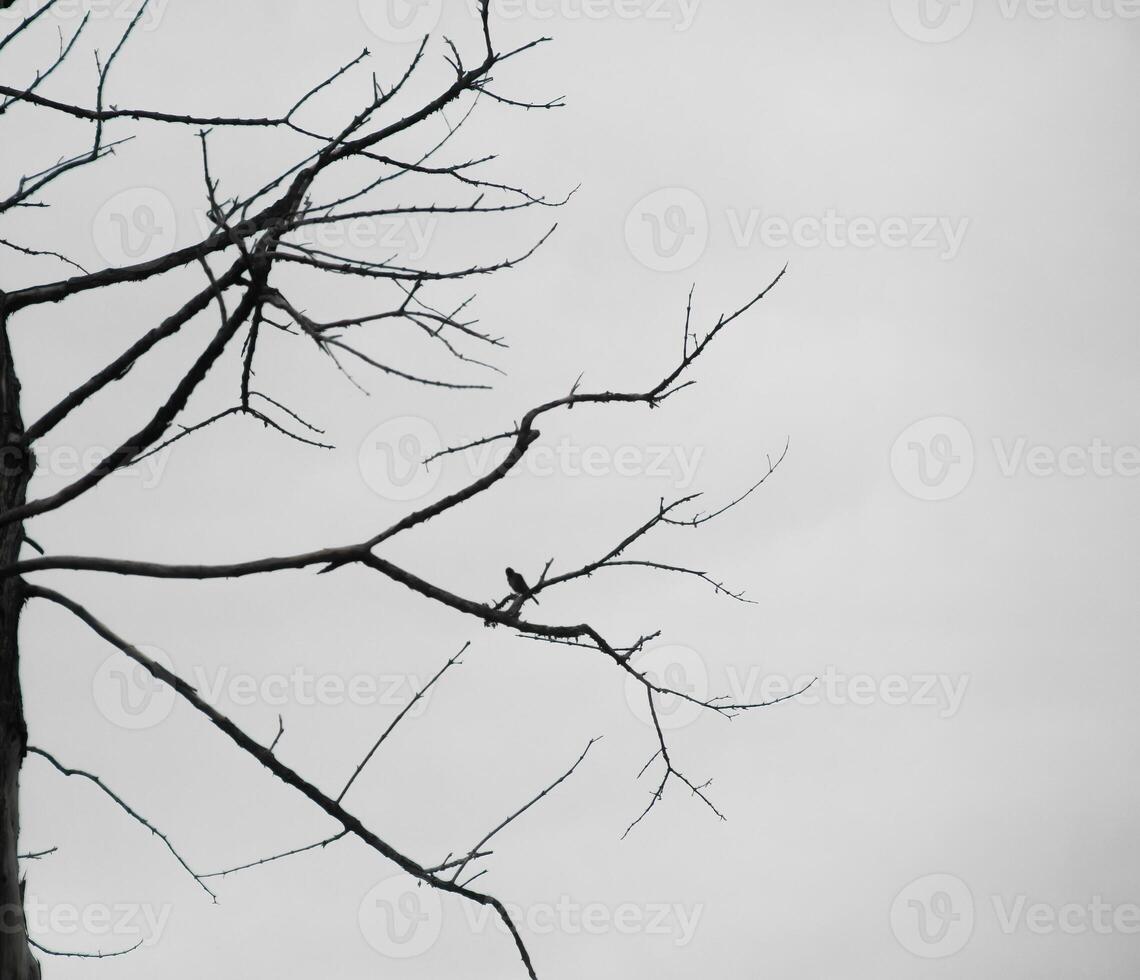 Dead trees with trunks and branches lacking foliage photo