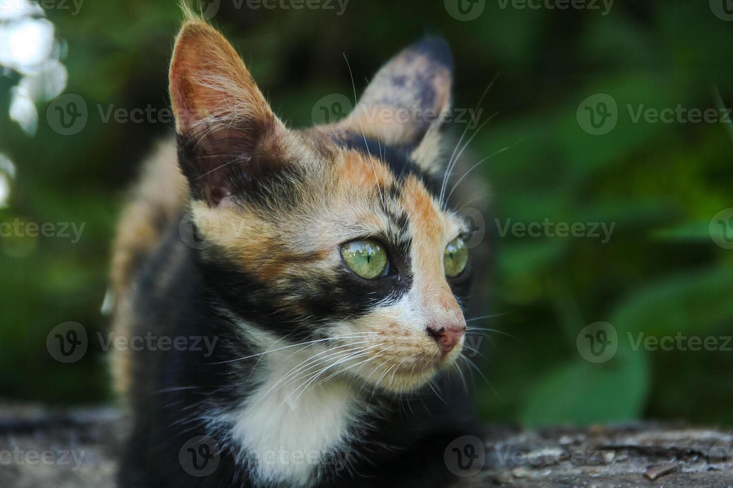 Close-up of a kitten's face in the front yard of the house photo