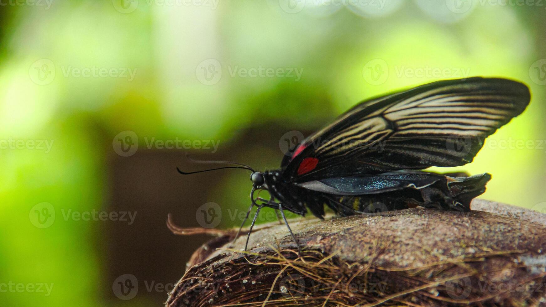 Papilio Memnon is a butterfly that has beautiful color patterns and lives in many Asian countries, including Indonesia photo
