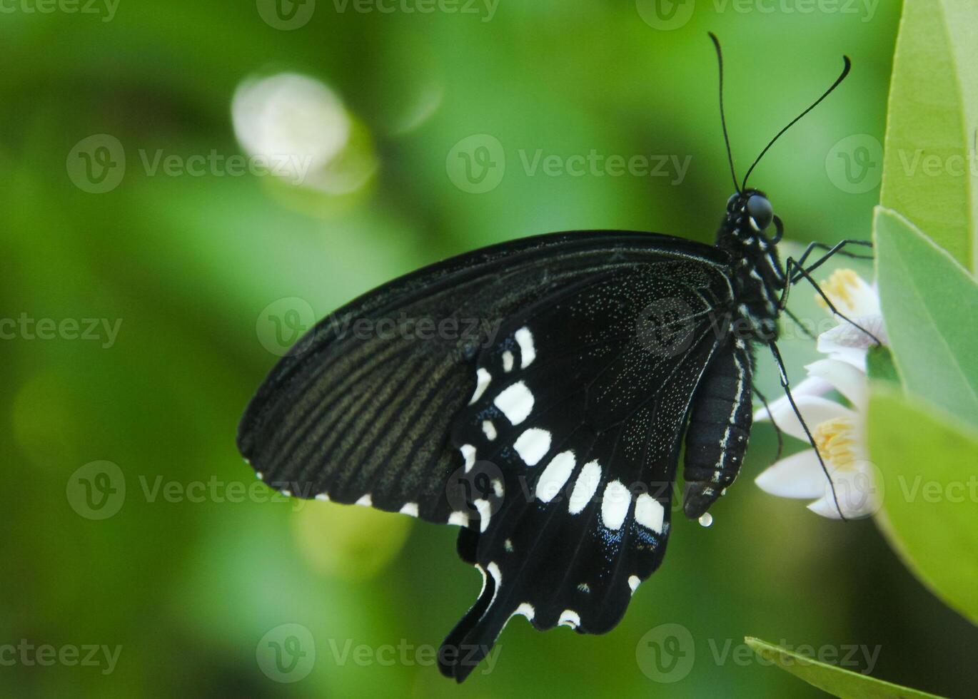 Papilio Polytes or Common Mormon butterfly that perches on a lime tree in search of flower nectar photo