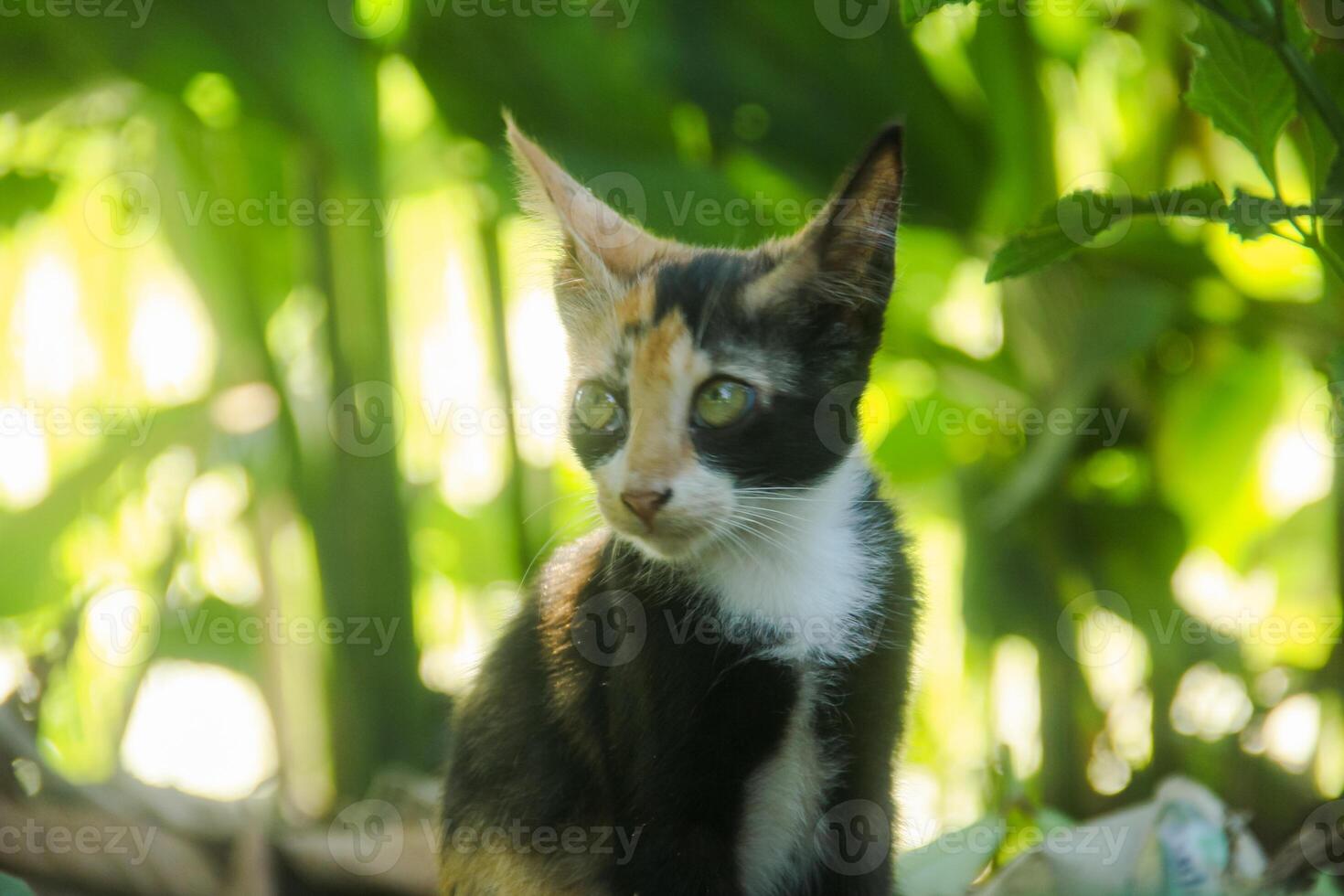 Close-up of a kitten's face in the front yard of the house photo