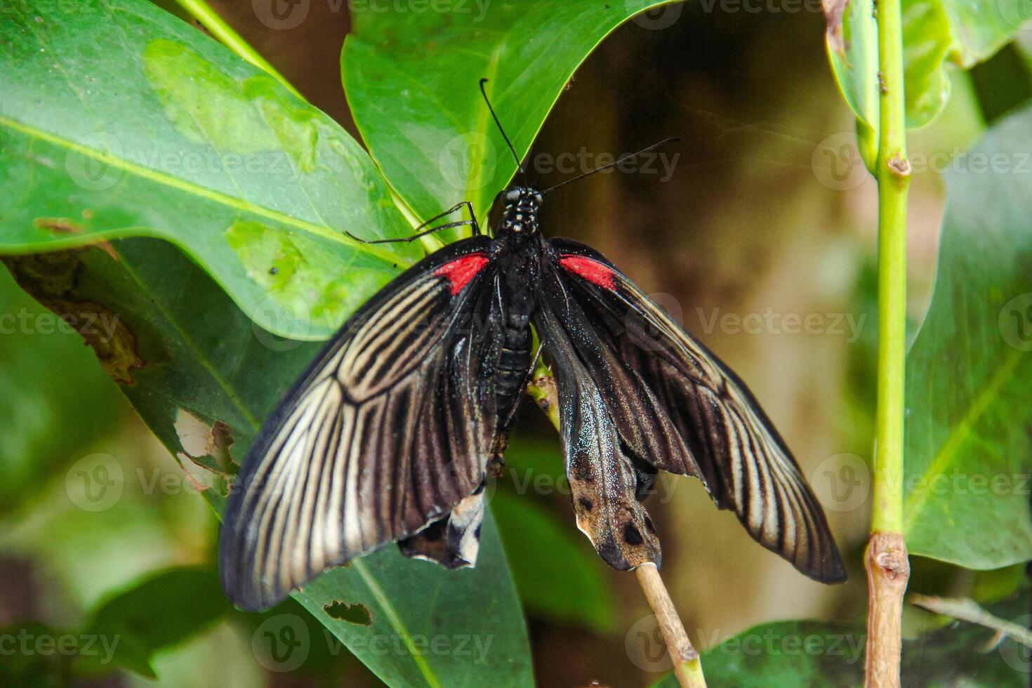 Papilio Memnon is a butterfly that has beautiful color patterns and lives in many Asian countries, including Indonesia photo
