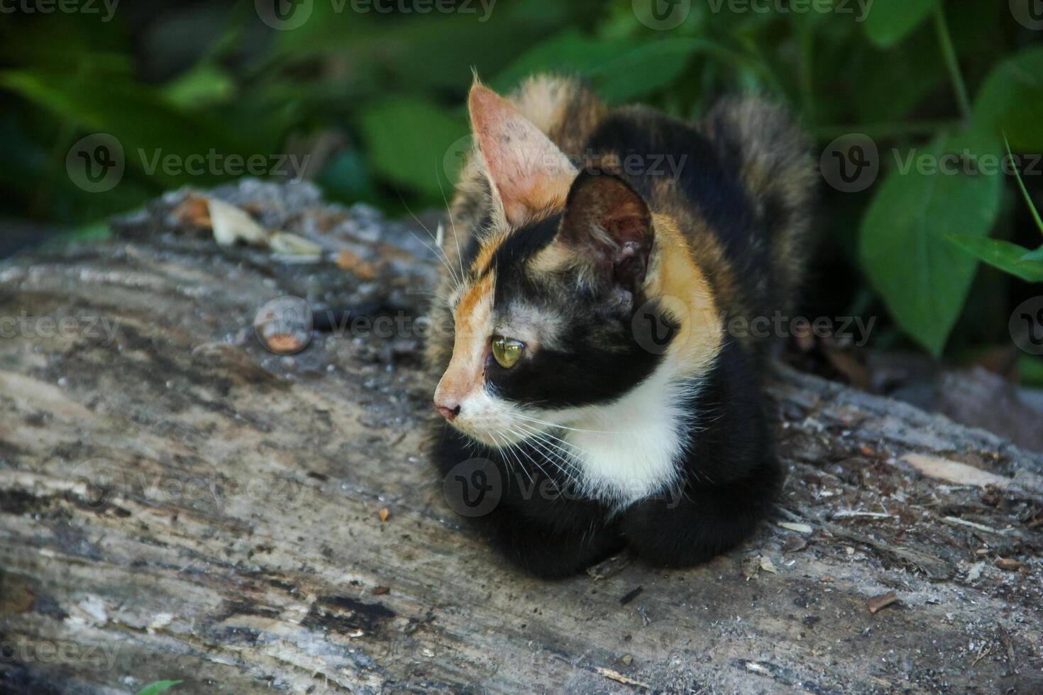 Close-up of a kitten's face in the front yard of the house photo