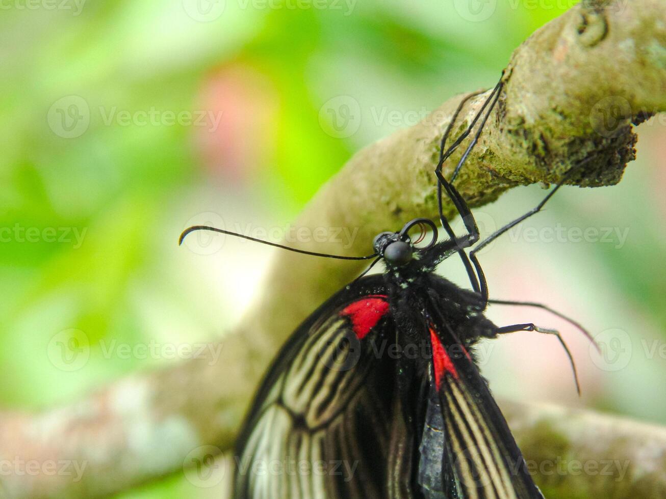 Papilio Memnon is a butterfly that has beautiful color patterns and lives in many Asian countries, including Indonesia photo