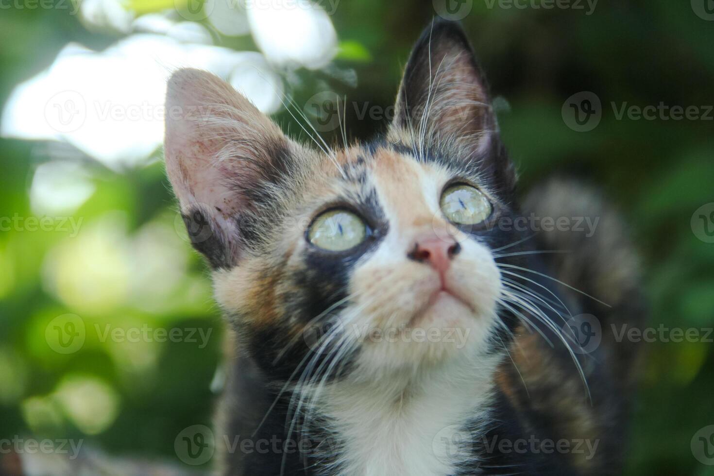 Close-up of a kitten's face in the front yard of the house photo