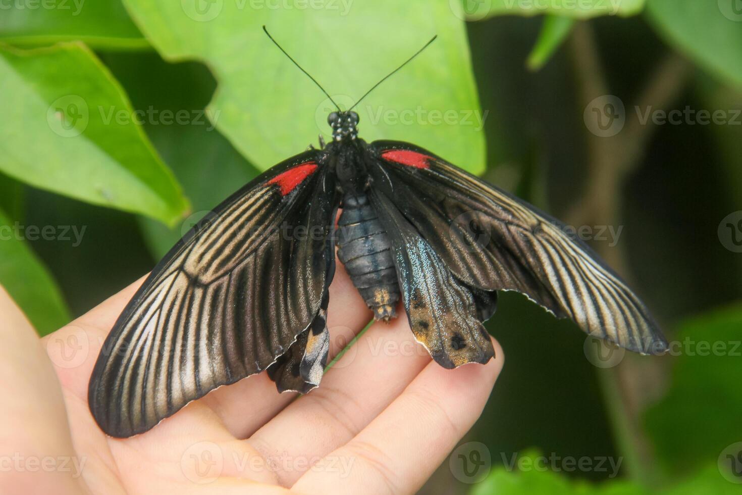 Papilio Memnon is a butterfly that has beautiful color patterns and lives in many Asian countries, including Indonesia photo