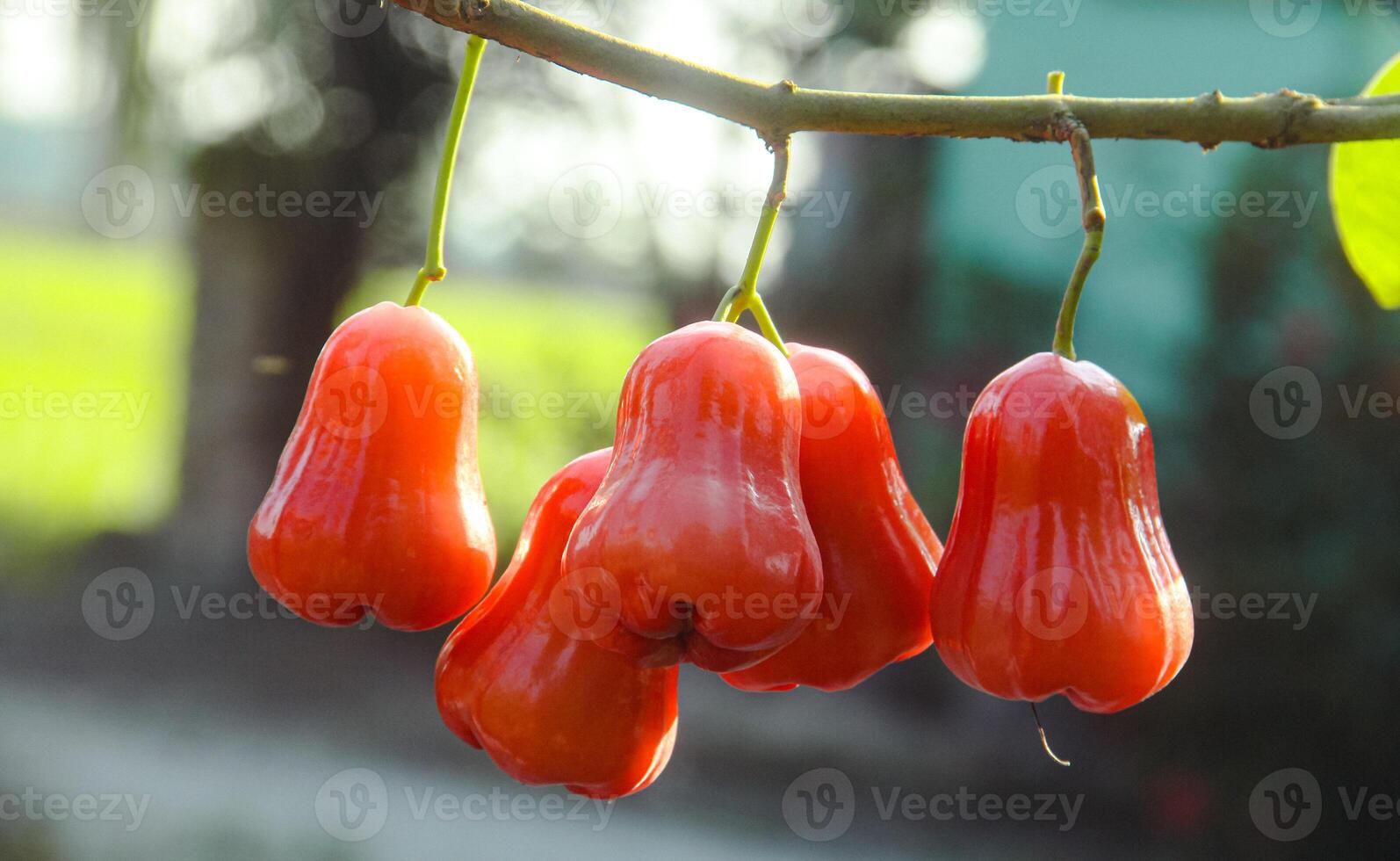 Ripe red water guava attached to its twigs, thongsamsi water guava, fresh red water guava and ready to eat photo