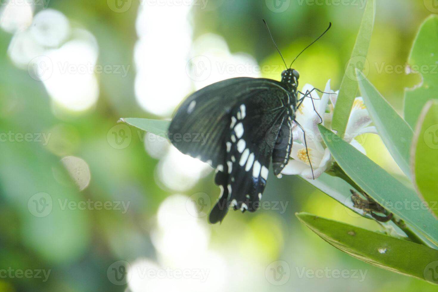 Papilio Polytes or Common Mormon butterfly that perches on a lime tree in search of flower nectar photo