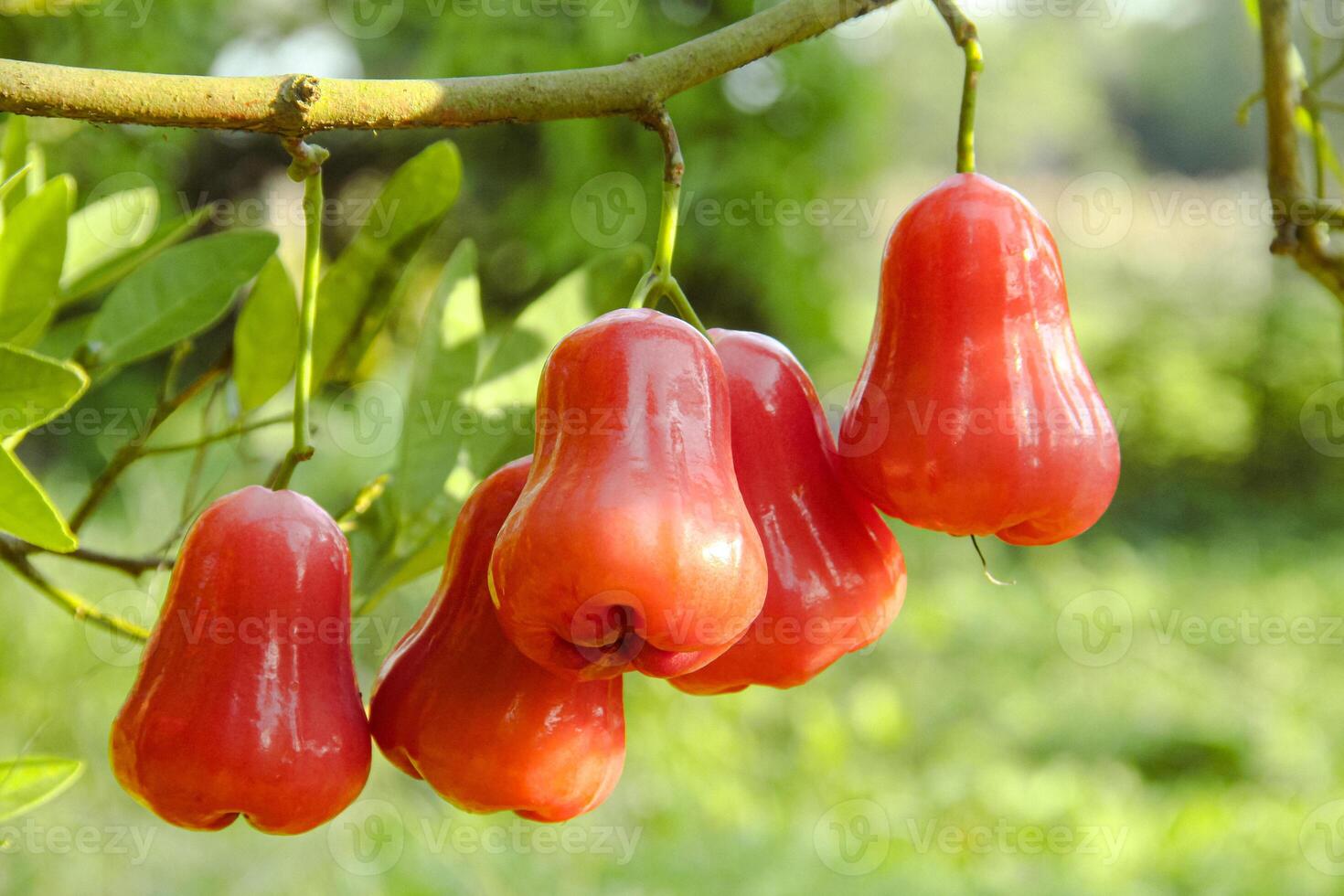 Ripe red water guava attached to its twigs, thongsamsi water guava, fresh red water guava and ready to eat photo