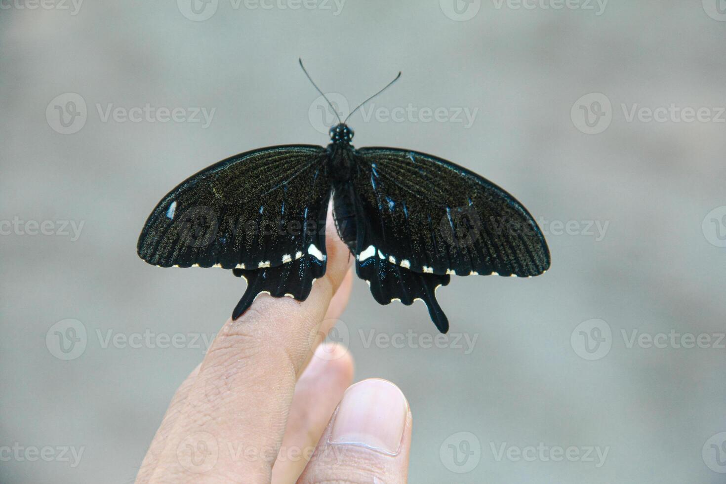 Papilio Polytes or Common Mormon butterfly perched on the finger of an Asian man photo
