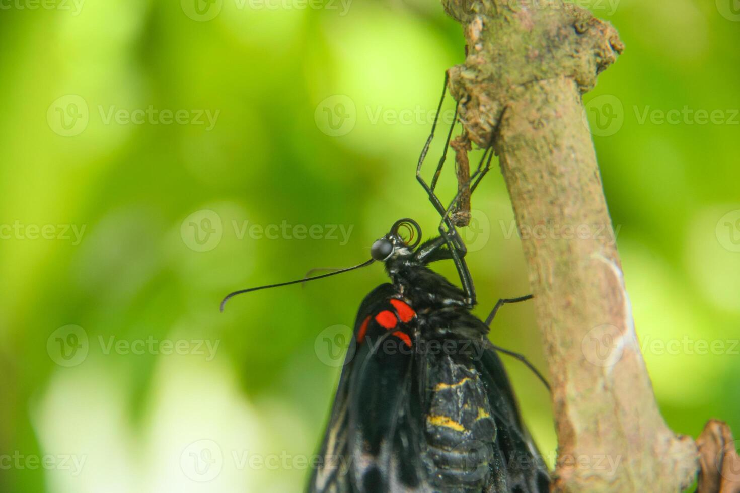 Papilio Memnon is a butterfly that has beautiful color patterns and lives in many Asian countries, including Indonesia photo