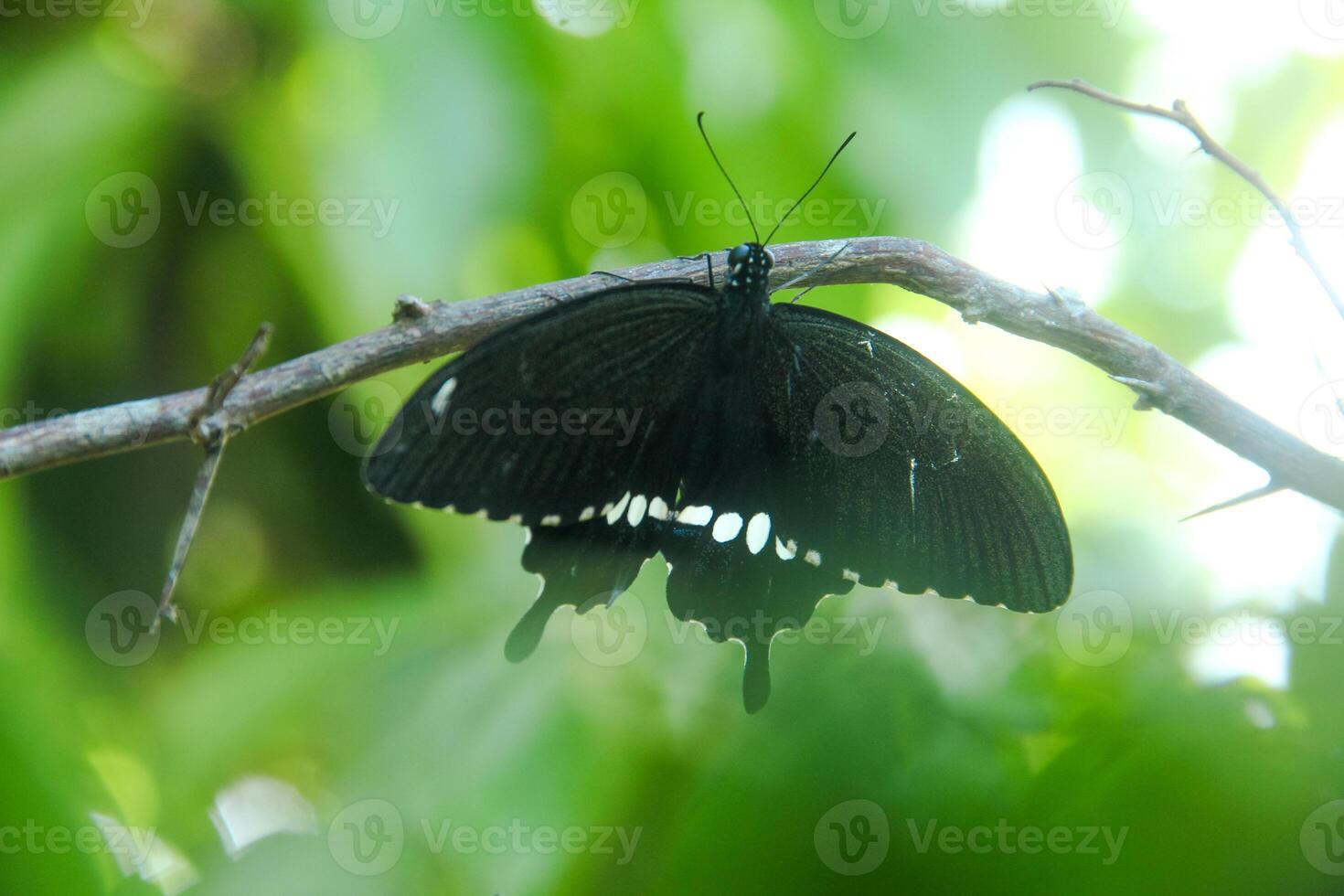 Papilio Polytes or Common Mormon butterfly that perches on a lime tree in search of flower nectar photo