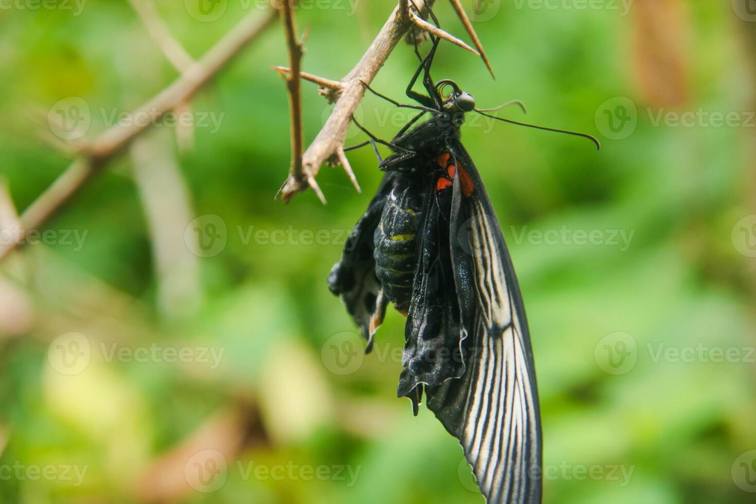 Papilio Memnon is a butterfly that has beautiful color patterns and lives in many Asian countries, including Indonesia photo