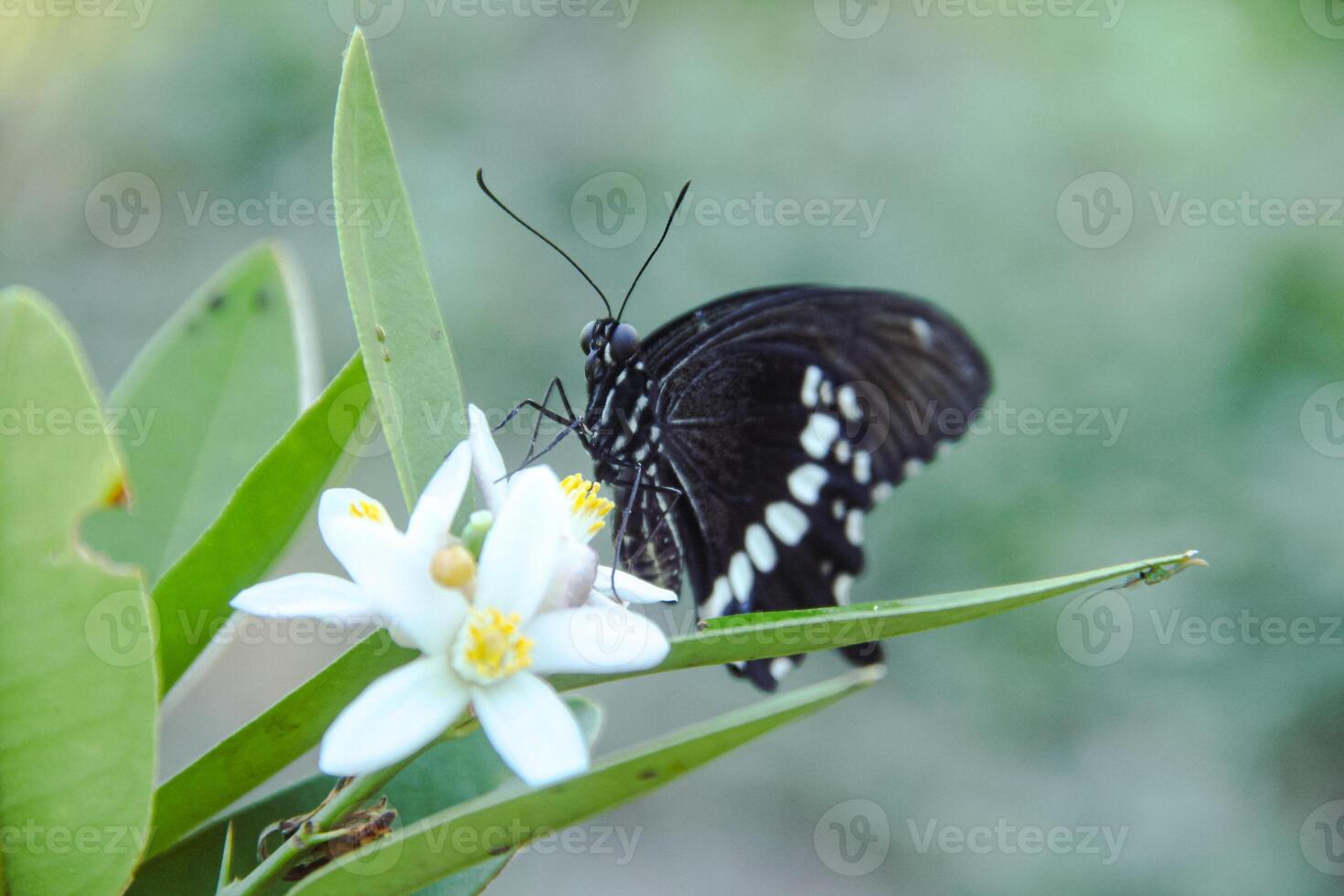 Papilio Polytes or Common Mormon butterfly that perches on a lime tree in search of flower nectar photo
