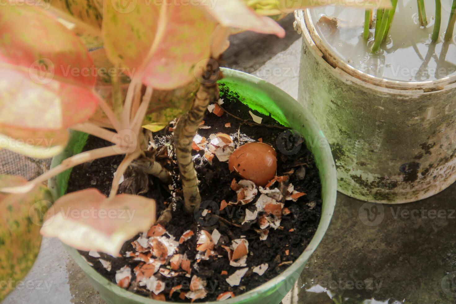 Egg shells and plants, the benefits of calcium from egg shells are good for plant fertility photo