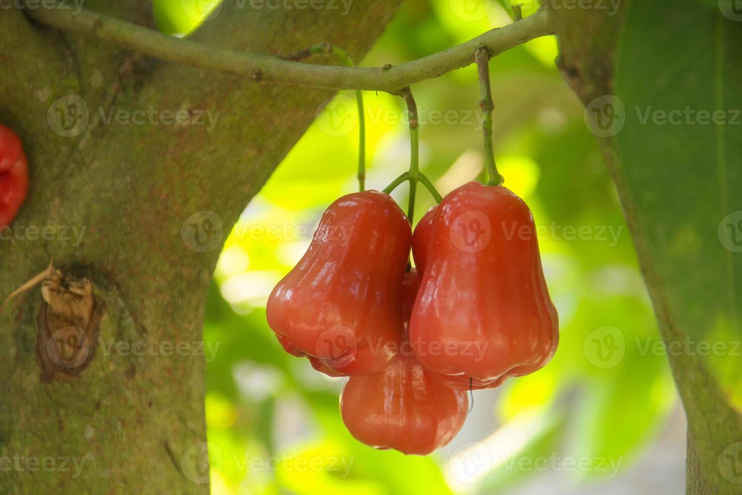 Ripe red water guava attached to its twigs, thongsamsi water guava, fresh red water guava and ready to eat photo