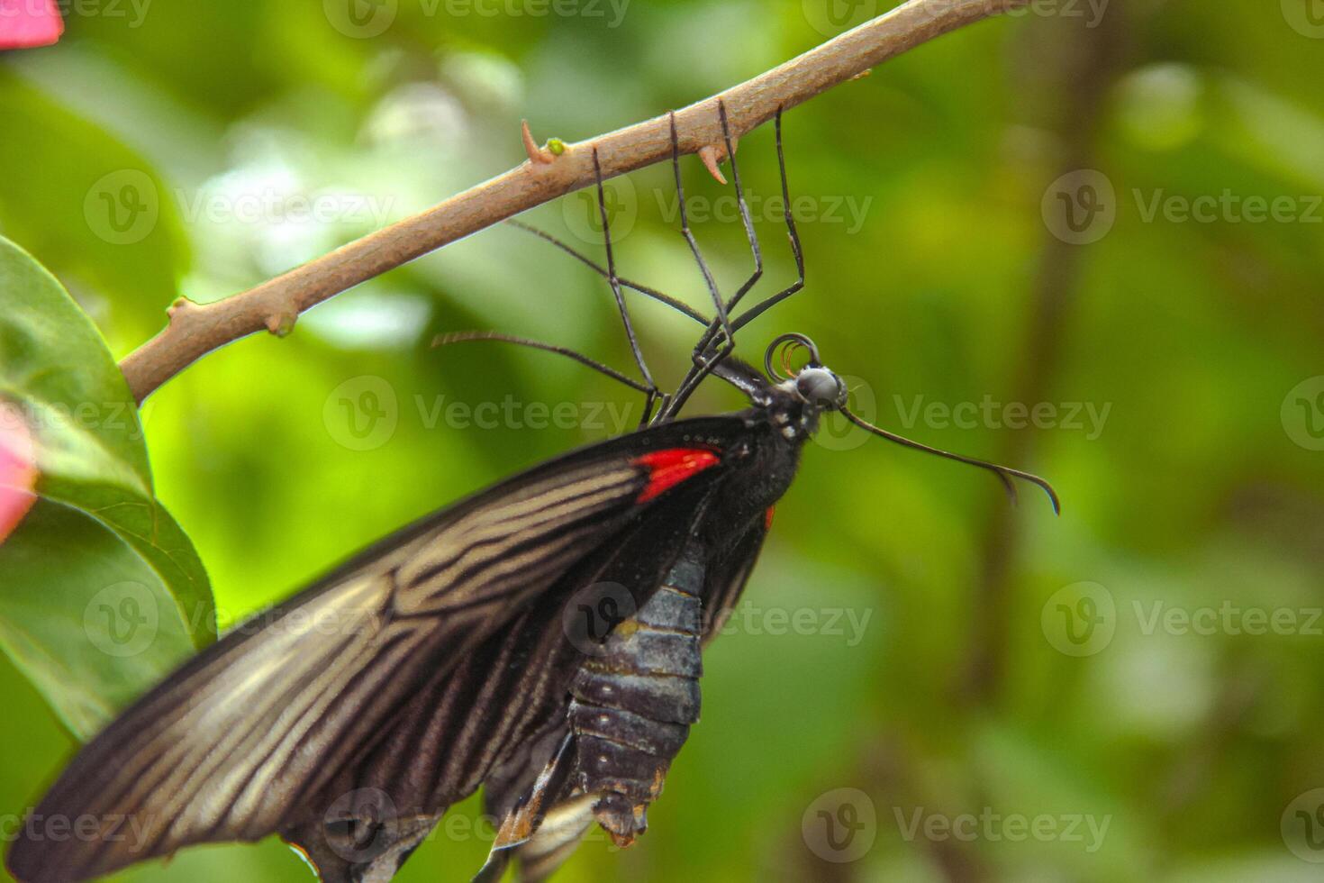 Papilio Memnon is a butterfly that has beautiful color patterns and lives in many Asian countries, including Indonesia photo