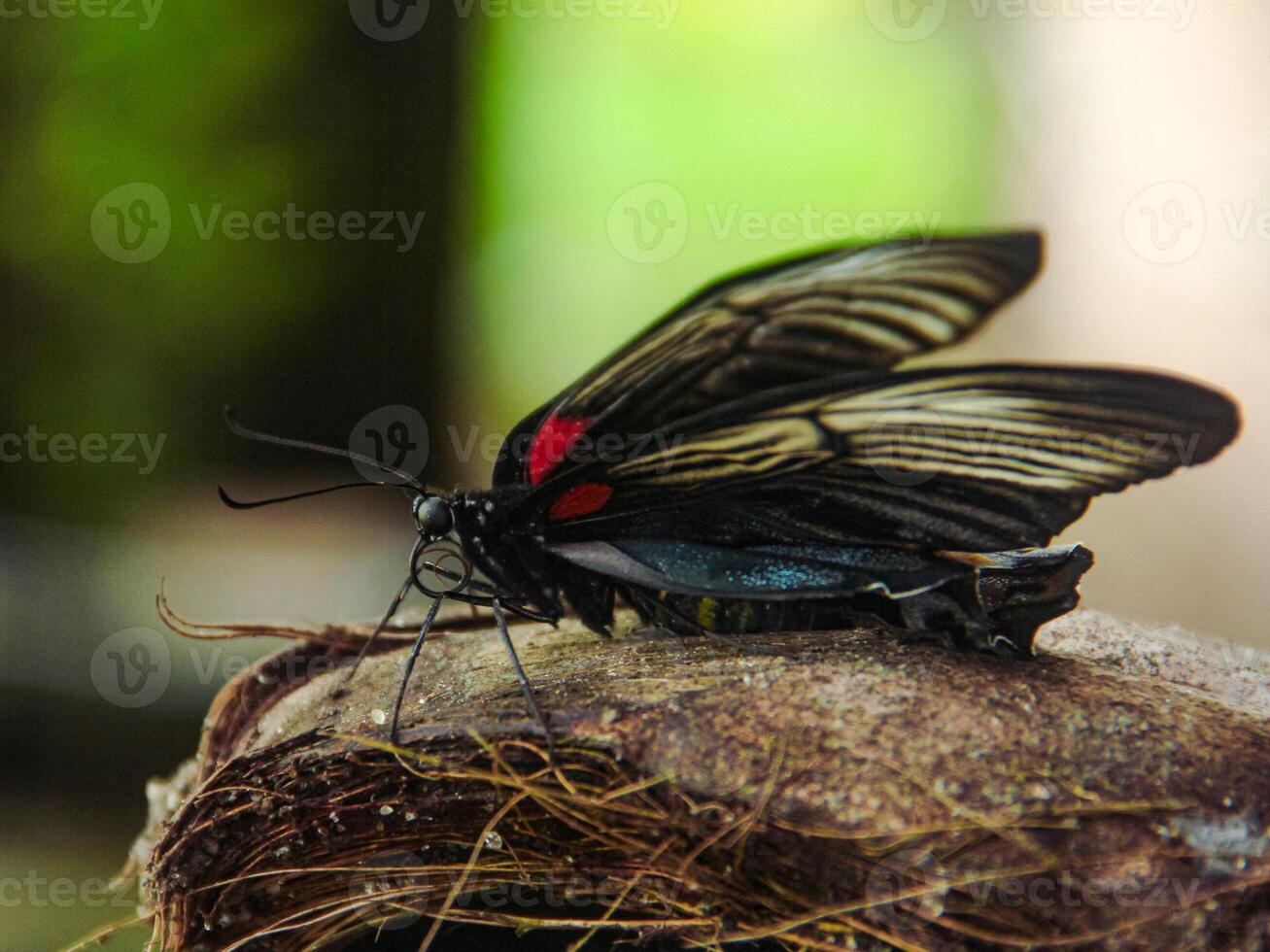 Papilio Memnon is a butterfly that has beautiful color patterns and lives in many Asian countries, including Indonesia photo