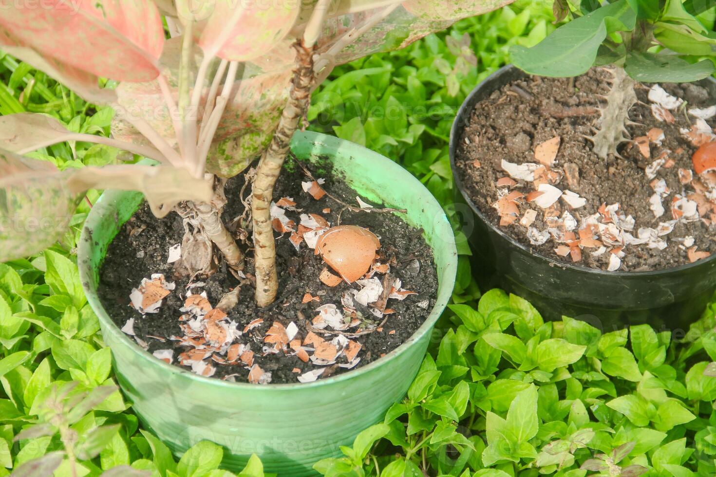 Egg shells and plants, the benefits of calcium from egg shells are good for plant fertility photo