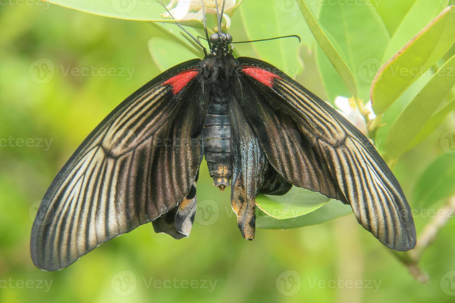 Papilio Memnon is a butterfly that has beautiful color patterns and lives in many Asian countries, including Indonesia photo