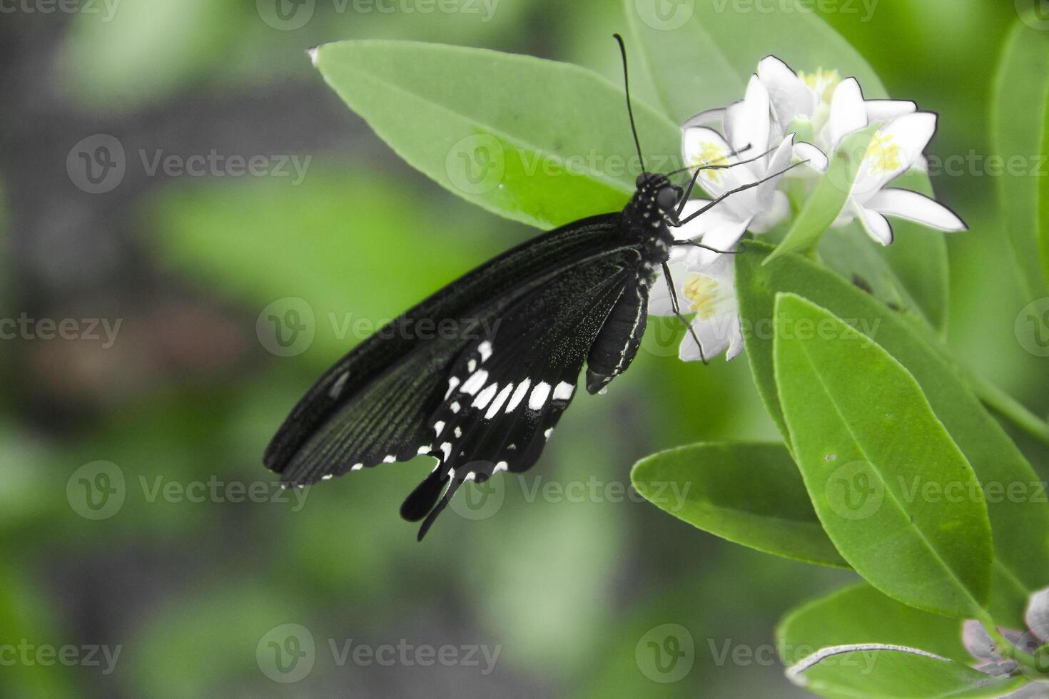 Papilio Polytes or Common Mormon butterfly that perches on a lime tree in search of flower nectar photo