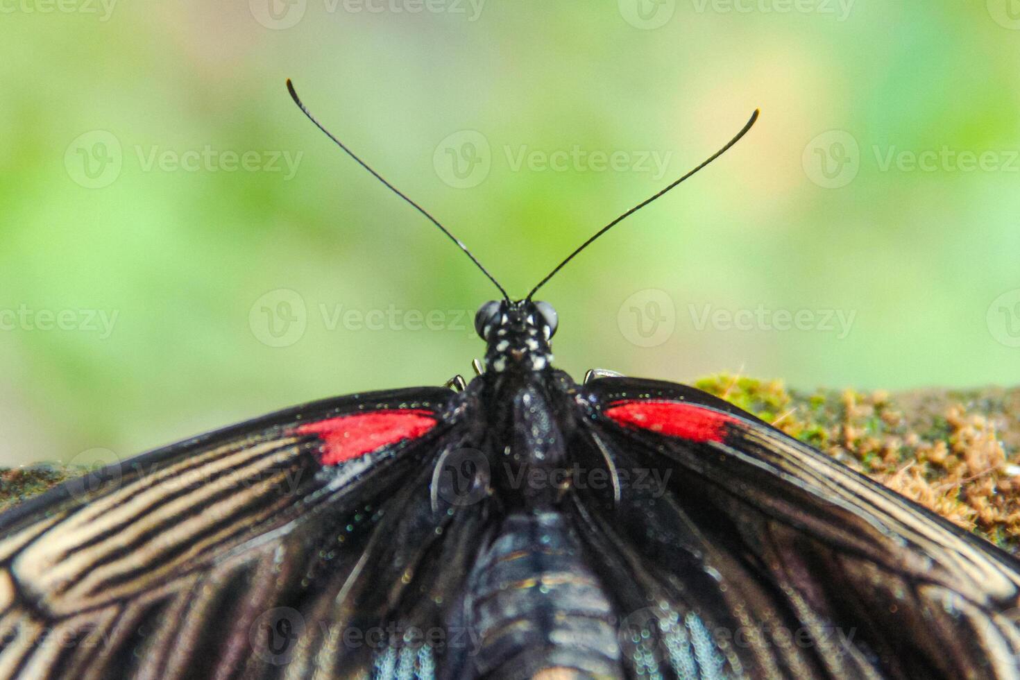Papilio Memnon is a butterfly that has beautiful color patterns and lives in many Asian countries, including Indonesia photo