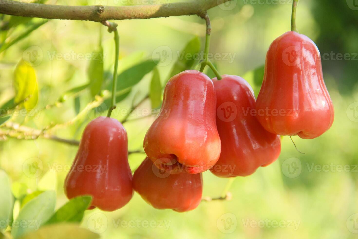 Ripe red water guava attached to its twigs, thongsamsi water guava, fresh red water guava and ready to eat photo