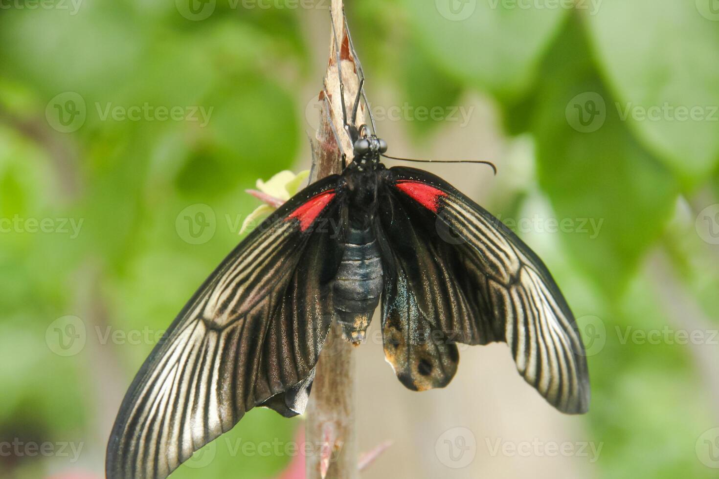 Papilio Memnon is a butterfly that has beautiful color patterns and lives in many Asian countries, including Indonesia photo