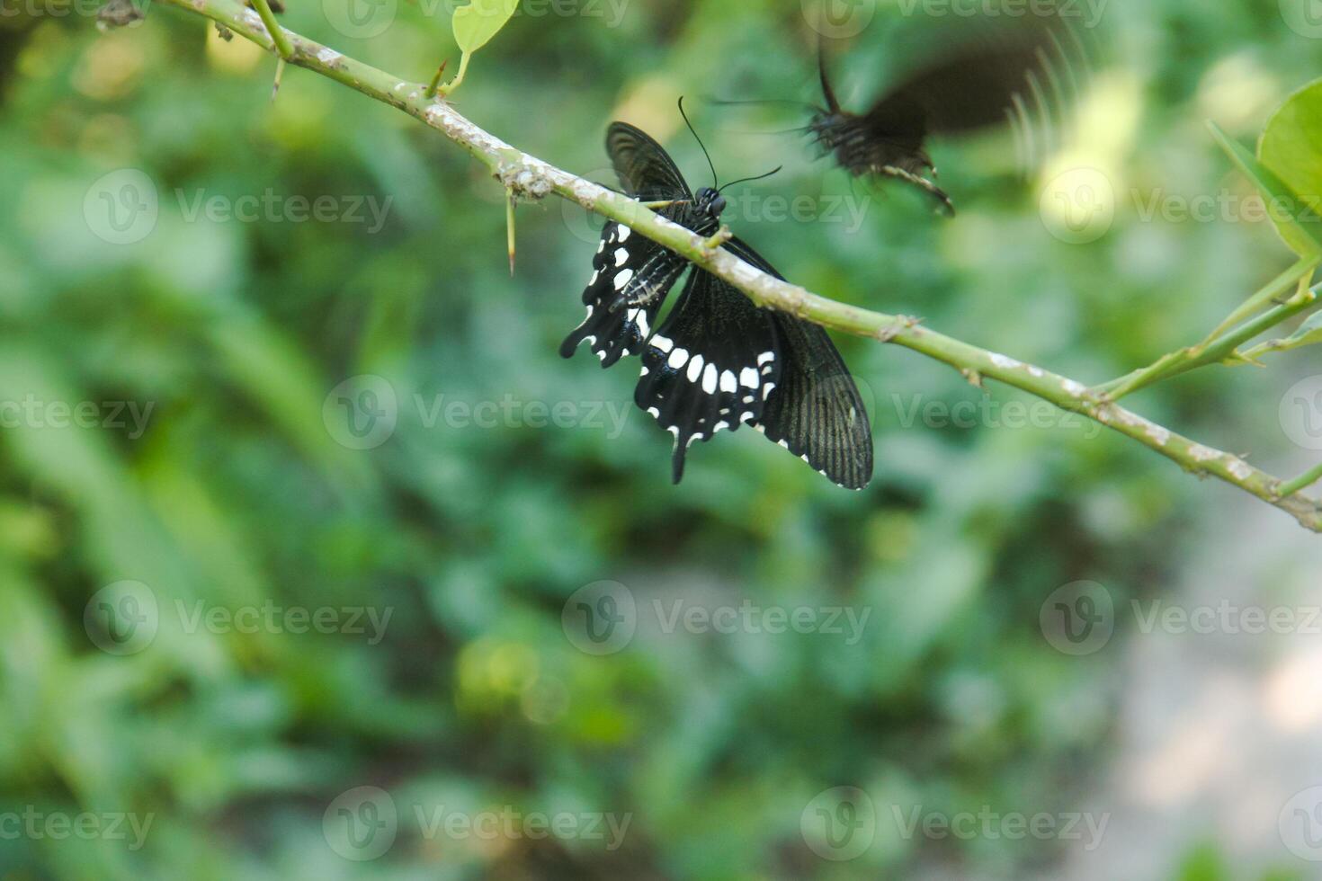 Papilio Polytes or Common Mormon butterfly that perches on a lime tree in search of flower nectar photo