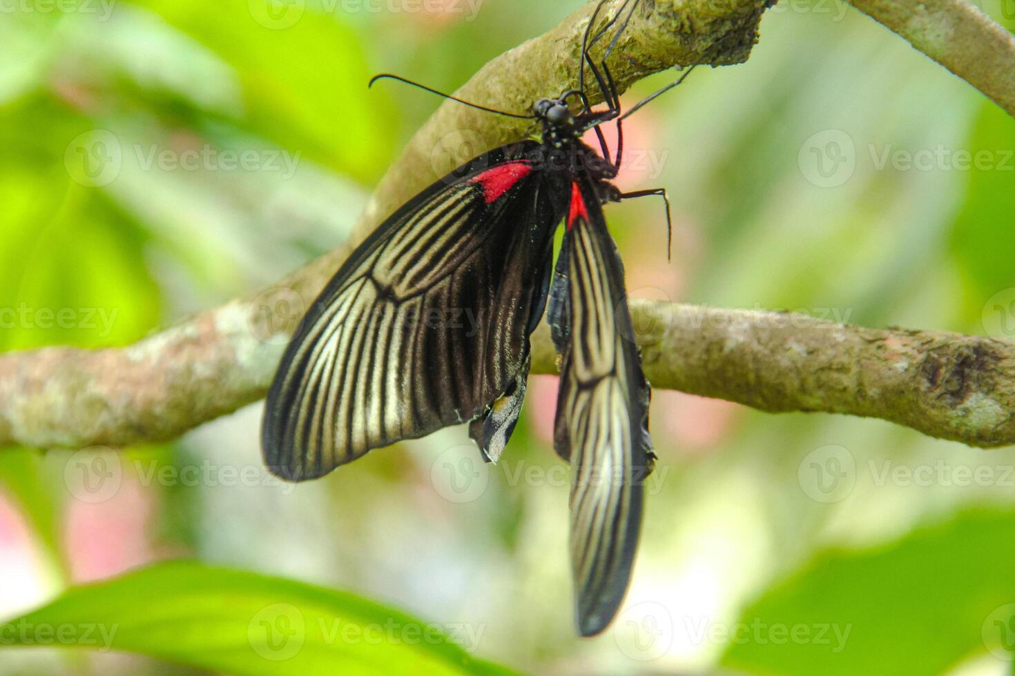 Papilio Memnon is a butterfly that has beautiful color patterns and lives in many Asian countries, including Indonesia photo